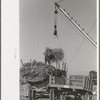 Removing batch of cane from truck at sugar mill near New Iberia, Louisiana