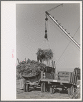 Removing batch of cane from truck at sugar mill near New Iberia, Louisiana