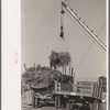 Removing batch of cane from truck at sugar mill near New Iberia, Louisiana