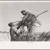 Loading sugarcane onto wagon near New Iberia, Louisiana