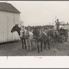 Mules and wagon, Port Barre, Louisiana