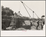 Sugarcane being unloaded onto trailer truck by means of a machine developed by Negro worker near New Iberia, Louisiana