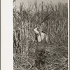 Cutting sugarcane near New Iberia, Louisiana