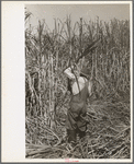 Cutting sugarcane near New Iberia, Louisiana