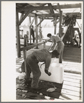 Chopping ice before shaving it to be used in icing shrimp boat, Morgan City, Louisiana
