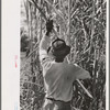 Cutting sugarcane in field, near New Iberia, Louisiana