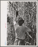 Cutting sugarcane in field, near New Iberia, Louisiana