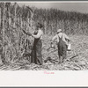 Sugarcane cutter and waterboy in field near New Iberia, Louisiana