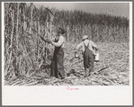 Sugarcane cutter and waterboy in field near New Iberia, Louisiana