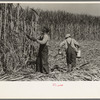 Sugarcane cutter and waterboy in field near New Iberia, Louisiana