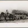 Farmer astride horse pulling sugarcane to railroad loading platform near Delcambre, Louisiana