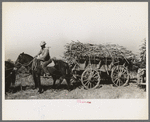 Farmer astride horse pulling sugarcane to railroad loading platform near Delcambre, Louisiana