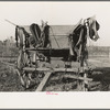 Wagon and harness belonging to Cajun sugarcane farmer near New Iberia, Louisiana