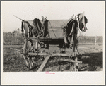 Wagon and harness belonging to Cajun sugarcane farmer near New Iberia, Louisiana