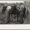 Father and son, farmers near Morganza, Louisiana, unhitching team. This family will receive assistance from the FSA (Farm Security Administration) shortly. Background photo