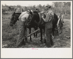 Father and son, farmers near Morganza, Louisiana, unhitching team. This family will receive assistance from the FSA (Farm Security Administration) shortly. Background photo