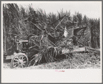 Mechanical sugarcane harvester developed by Allen Ramsey Wurtele, Mix, Louisiana. Mr. Wurtel spent several years with this development, and the machine is semi-successful. It is recognized that with developments and improvements pending, this machine will