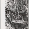 Operator of mechnaical sugarcane harvester developed by Mr. Wurtele, Mix, Louisiana