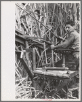 Operator of mechnaical sugarcane harvester developed by Mr. Wurtele, Mix, Louisiana