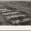 Decorated graves at New Roads, Louisiana on All Saints' Day