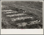 Decorated graves at New Roads, Louisiana on All Saints' Day