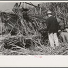 Visiting sugarcane experts looking at construction of Wurtele sugarcane harvester, Mix, Louisiana