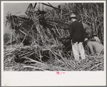 Visiting sugarcane experts looking at construction of Wurtele sugarcane harvester, Mix, Louisiana