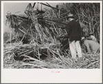 Visiting sugarcane experts looking at construction of Wurtele sugarcane harvester, Mix, Louisiana