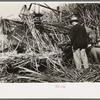 Visiting sugarcane experts looking at construction of Wurtele sugarcane harvester, Mix, Louisiana
