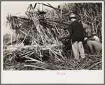 Visiting sugarcane experts looking at construction of Wurtele sugarcane harvester, Mix, Louisiana