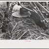 Rotating knives which cut sugarcane close to the ground. Detail of construction of Wurtele Sugarcane harvester, Mix, Louisiana