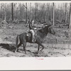 Home supervisor of Chicot Farms project must ride horseback to get to and from project. Arkansas
