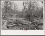 Land in process of clearing, Chicot Farms, Arkansas