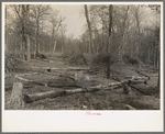 Land in process of clearing, Chicot Farms, Arkansas