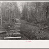 Fenceposts in lane through woods, ready to be set in place, Chicot Farms, Arkansas