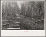Fenceposts in lane through woods, ready to be set in place, Chicot Farms, Arkansas