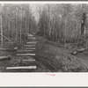 Fenceposts in lane through woods, ready to be set in place, Chicot Farms, Arkansas