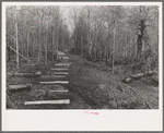 Fenceposts in lane through woods, ready to be set in place, Chicot Farms, Arkansas