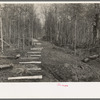 Fenceposts in lane through woods, ready to be set in place, Chicot Farms, Arkansas