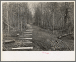Fenceposts in lane through woods, ready to be set in place, Chicot Farms, Arkansas