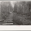 Fenceposts in lane through woods, ready to be set in place, Chicot Farms, Arkansas