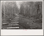 Fenceposts in lane through woods, ready to be set in place, Chicot Farms, Arkansas