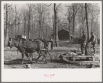 Mud sled arriving at project, Chicot Farms, Arkansas
