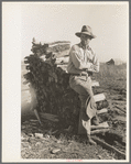 Farmer standing by wood pine, Transylvania Project, Louisiana