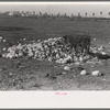 Cow eating cabbage near Weslaco, Texas. The price of cabbage is four dollars per ton and is consequently being used as a low price cattle feed
