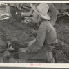 Young Mexican boy, carrot worker, eating "second breakfast" in field near Santa Maria, Texas. The lunches of the Mexican workers usually consist of tortillas and fried onions and cold coffee