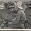 Young Mexican boy, carrot worker, eating "second breakfast" in field near Santa Maria, Texas. The lunches of the Mexican workers usually consist of tortillas and fried onions and cold coffee