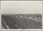 Mexican carrot workers in field near Edinburg, Texas