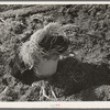 Lunch pail of family of Mexican carrot pickers, coats and straw for bunching carrots. Near Santa Maria, Texas