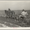 Loosening carrots from soil with plow before pulling in order to prevent breaking, near Santa Maria, Texas